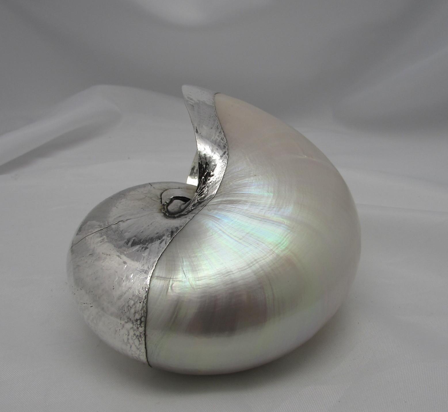 Chambered 5 Nautilus Shell