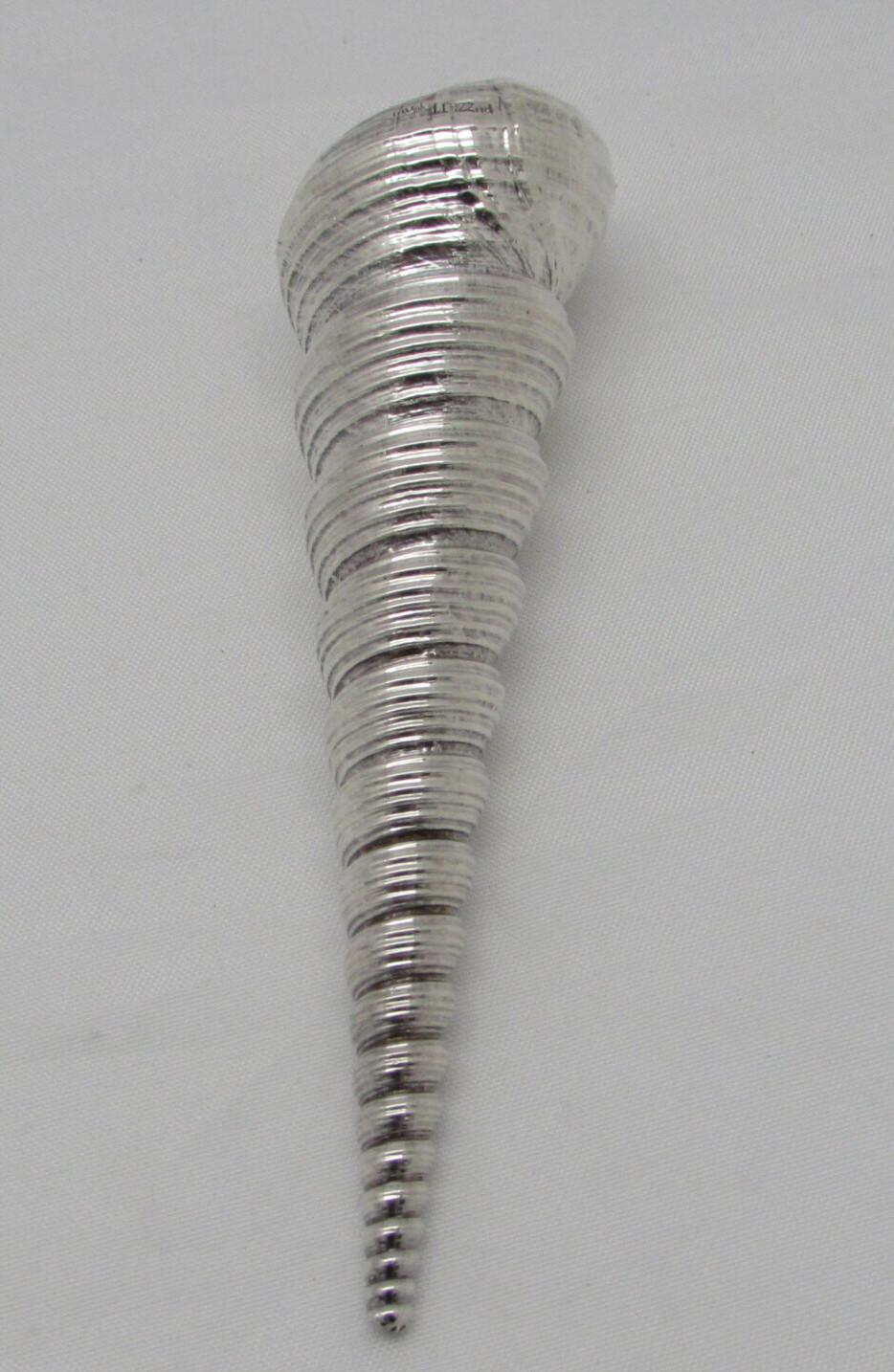 Sterling Coated Turritella Shell